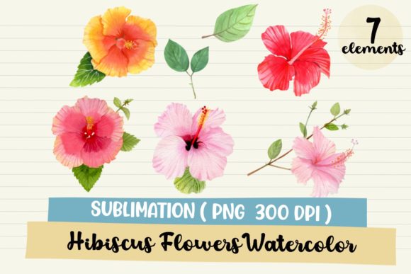 Hibiscus Flower Watercolor Clipart and Illustrations