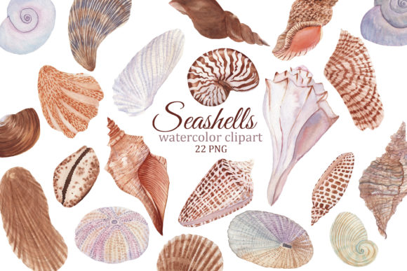 Seashell Watercolor Clipart, Summer PNG