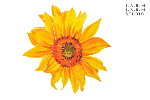 Sunflower Watercolor Sublimation Illustrations