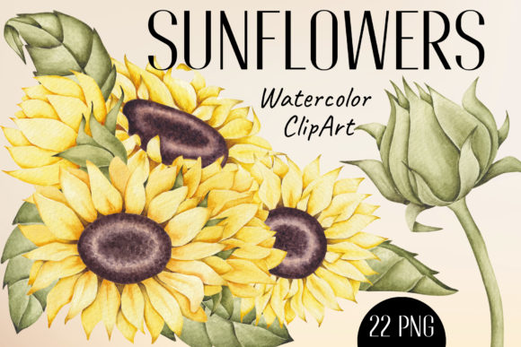 Watercolor ClipArt “Sunflowers” and Illustrations