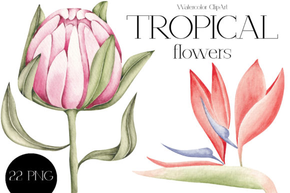 Watercolor ClipArt “Tropical Flowers” and Illustrations