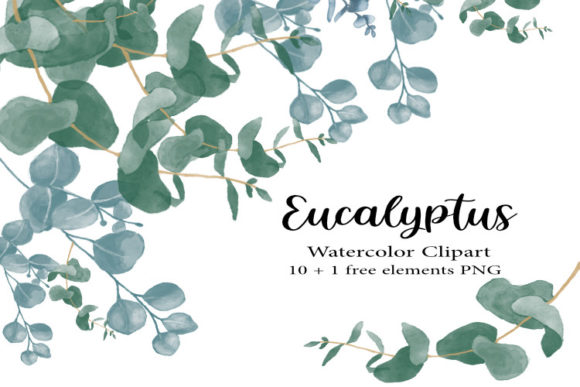 Watercolor Eucalyptus Clipart, Illustrations