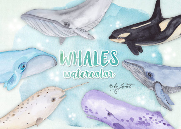 Whales Watercolor Clipart and Illustrations